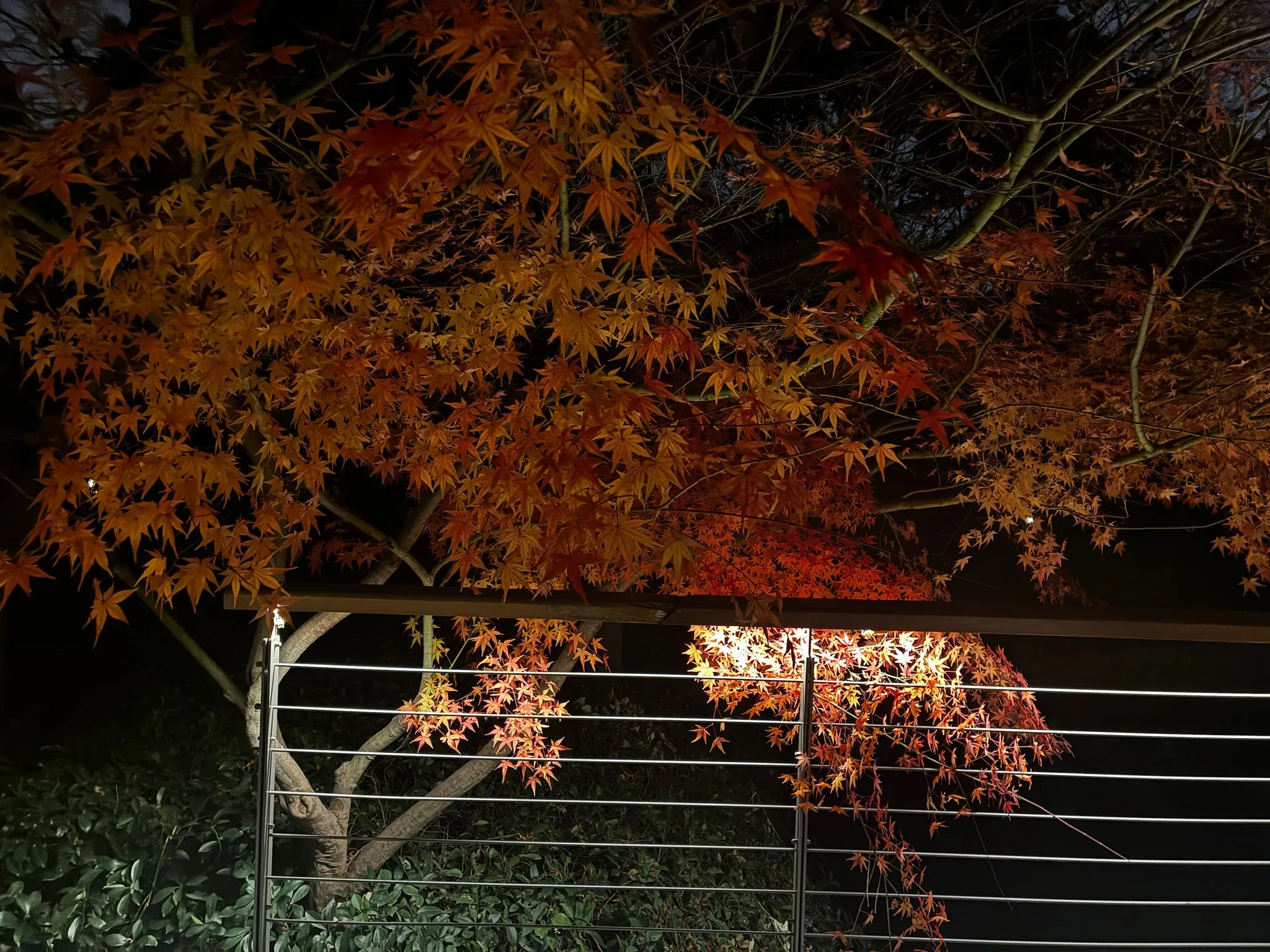 秋夜里的红枫